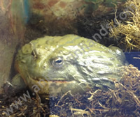 African Bull Frog African Bull Frog