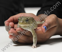 European Grey Toad European Grey Toad
