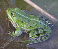 European Marsh Frog European Marsh Frog