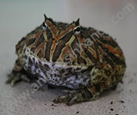 Horned Frog Horned Frog