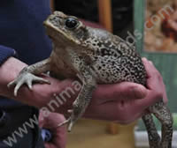 Marine Toad Marine Toad