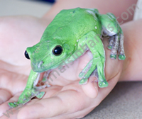 Vietnamese Tree Frog Vietnamese Tree Frog