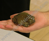 Whites Tree Frog Whites Tree Frog