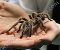 Chille Rose Tarantula Chille Rose Tarantula