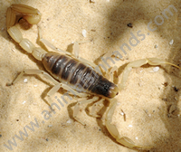 Dessert Hairy Scorpion Dessert Hairy Scorpion