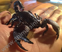 Emperor Scorpion Emperor Scorpion