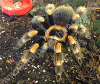 Mexican Red Knee Tarantula Mexican Red Knee Tarantula