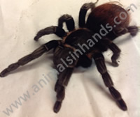 Mexican Red Rump Tarantula Mexican Red Rump Tarantula