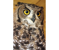African Spotted Eagle Owl African Spotted Eagle Owl