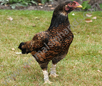 Chicken Chicken