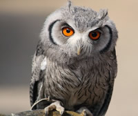 White Faced Scops Owl White Faced Scops Owl