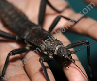 Giant Australian Stick Insect Giant Australian Stick Insect