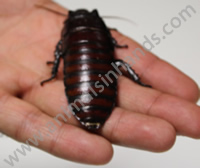 Hissing Cockroach Hissing Cockroach