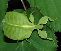 Leaf Mimic Leaf Mimic