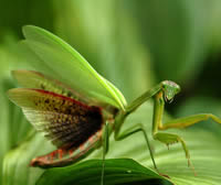 Praying Mantis Praying Mantis