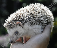 African Pygmy Hedgehog African Pygmy Hedgehog
