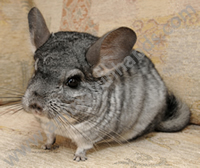 Chinchilla Chinchilla