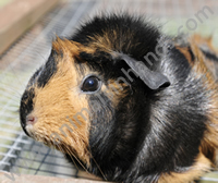 Guinea Pig Guinea Pig