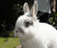 Netherland Dwarf Rabbit Netherland Dwarf Rabbit