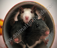 Rats Rats