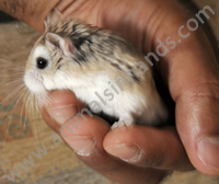 Roborovski Hamster Roborovski Hamster