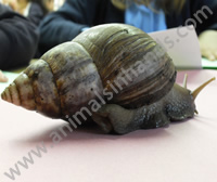 African Land Snail African Land Snail