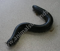 African Millipede African Millipede