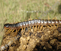 Centipede Centipede