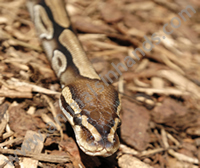 African Royal Python African Royal Python