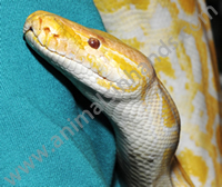 Albino Burmese Python Albino Burmese Python