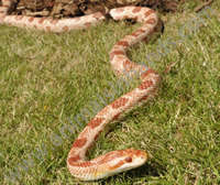 Amel Corn Snake Amel Corn Snake