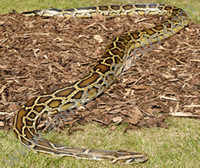 Asian Burmese Python Asian Burmese Python