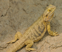 Bearded Dragon Bearded Dragon