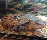 Blue Tongue Skink Blue Tongue Skink