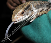 Bosc Monitor Lizard Bosc Monitor Lizard