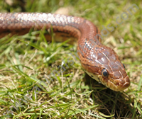 Carolina Corn Snake Carolina Corn Snake