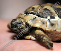 Hermanns Tortoise Hermanns Tortoise