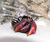 Hermit Crab Hermit Crab