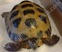 Horsefields Tortoise Horsefields Tortoise