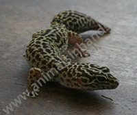 Leopard Gecko Leopard Gecko