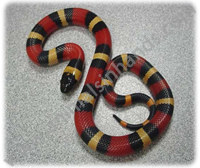 Mexican Milk Snake Mexican Milk Snake