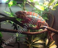 Panther Chameleon Panther Chameleon