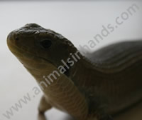 Sudan Plated Lizard Sudan Plated Lizard