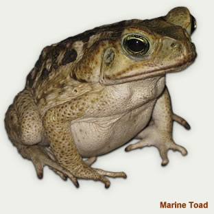 Marine Toad