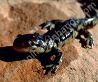 Tiger Salamanders Tiger Salamanders