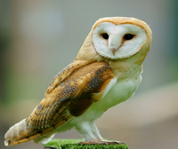Barn Owl Barn Owl