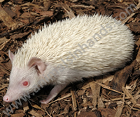 Albino Pygmy Hedgehog Albino Pygmy Hedgehog