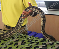 Australian Carpet Python Australian Carpet Python
