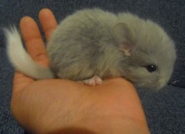 Animals in Hands Animals in Hands